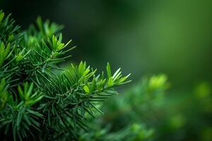 edyew trees with a rich nature background in a garden setting  Nature Background photo