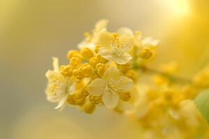Yellow Viburnum flowers with a  natural background in a garden setting  Nature Background photo