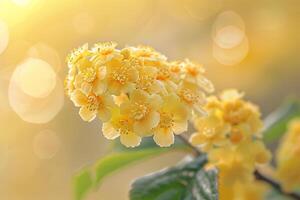 Yellow Viburnum flowers with a  natural background in a garden setting  Nature Background photo