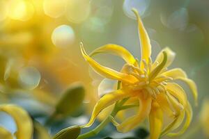 Ylang Ylang flowers with a  natural background in a garden setting  Nature Background photo