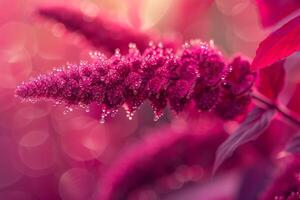 Amaranthus Nature Background with Blooms photo