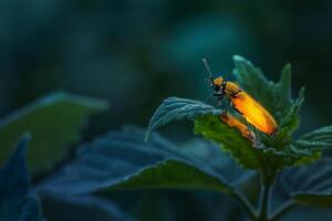 Firefly Resting on Leaf Glowing in Dusk Light Nature Background photo