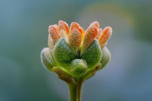 Nature Background of a Tiny Flower Blooming photo
