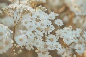 Nature Background of Yarrow in Bloom photo