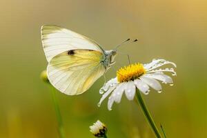Cabbage White Butterfly Perched on a Single Daisy with Soft Morning Dew Nature Background photo