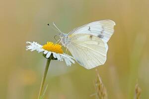 Cabbage White Butterfly Perched on a Single Daisy with Soft Morning Dew Nature Background photo