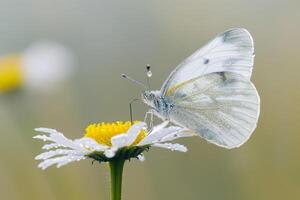 Cabbage White Butterfly Perched on a Single Daisy with Soft Morning Dew Nature Background photo