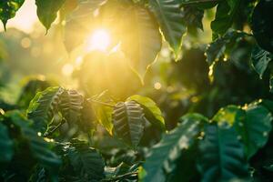 Morning light filtering through coffee trees in a peaceful plantation nature background photo