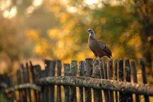 Rustic Setting with a Guinea Fowl Perched on a Wooden Fence Nature Background photo