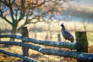 Rustic Setting with a Guinea Fowl Perched on a Wooden Fence Nature Background photo