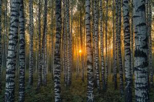 Sunset Through Canopy of Birch Trees Nature Background photo