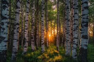 Sunset Through Canopy of Birch Trees Nature Background photo