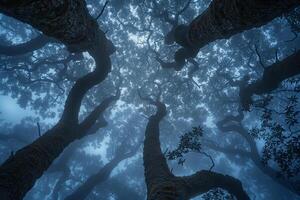 Tree Canopy with Morning Fog Nature Background photo
