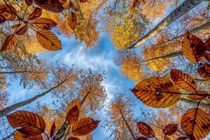 Canopy of Autumn Leaves Against Blue Sky Nature Background photo