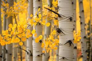 Aspen Tree Grove with Yellow Autumn Leaves Background Nature photo