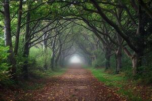 Dappled Light Through Canopy onto Leaf Strewn Path Background Nature photo