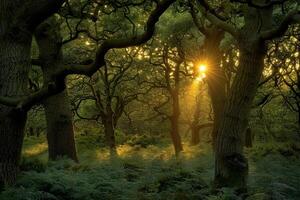Sunlight Through Dense Tree Canopy Background Nature photo