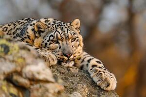 Snow Leopard Resting on Rocky Ledge in Himalayan Mountains Background Nature photo