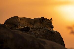 Lioness Resting on a Rock in the Serengeti Background Nature photo