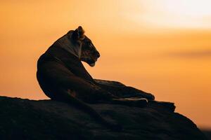 Lioness Resting on a Rock in the Serengeti Background Nature photo