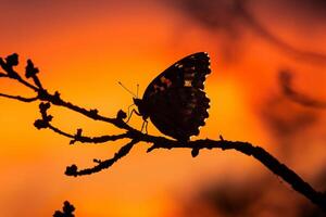 silueta de un luto capa mariposa descansando en un árbol rama en contra un ardiente puesta de sol cielo antecedentes naturaleza foto