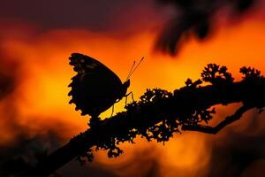 silueta de un luto capa mariposa descansando en un árbol rama en contra un ardiente puesta de sol cielo antecedentes naturaleza foto
