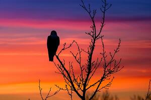 Silhouette of a Falcon Perched on a Tree Against a Evening Sky Background Nature photo