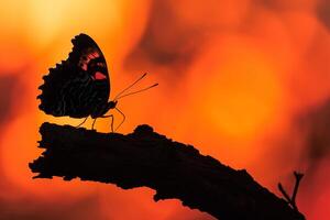 silueta de un luto capa mariposa descansando en un árbol rama en contra un ardiente puesta de sol cielo antecedentes naturaleza foto