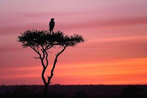 Silhouette of a Falcon Perched on a Tree Against a Evening Sky Background Nature photo