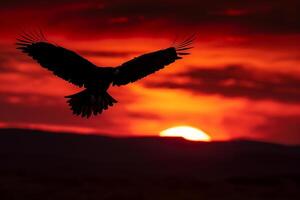 Silhouette of an Eagle Soaring in Front of a Dramatic Sunset Background Nature photo