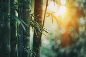 Tranquil Bamboo Forest with Soft Sunlight Filtering Through Background photo