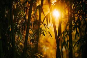 Sunlight Filtering Through a Dense Bamboo Forest Creating Patterns of Light and Shadow Background photo