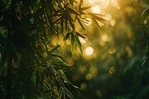 Sunlight Filtering Through a Dense Bamboo Forest Creating Patterns of Light and Shadow Background photo