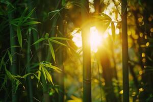 Sunlight Filtering Through a Dense Bamboo Forest Creating Patterns of Light and Shadow Background photo