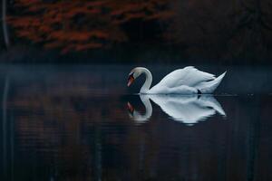 Graceful Swan Gliding Across a Serene Pond Its Reflection Mirrored Perfectly in the Still Water Nature Background photo