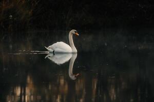Graceful Swan Gliding Across a Serene Pond Its Reflection Mirrored Perfectly in the Still Water Nature Background photo