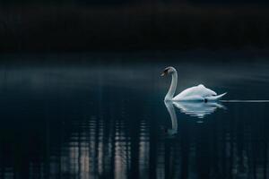 Graceful Swan Gliding Across a Serene Pond Its Reflection Mirrored Perfectly in the Still Water Nature Background photo