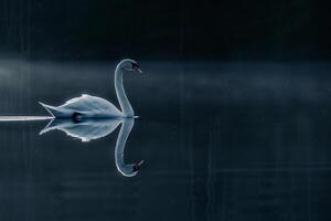 Graceful Swan Gliding Across a Serene Pond Its Reflection Mirrored Perfectly in the Still Water Nature Background photo