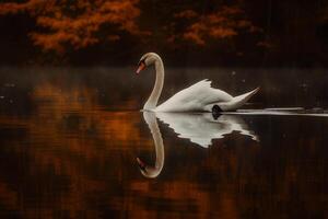Graceful Swan Gliding Across a Serene Pond Its Reflection Mirrored Perfectly in the Still Water Nature Background photo