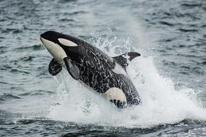 Orca Breaching the Ocean Surface with Water Splashing Around Marine Wildlife Background photo