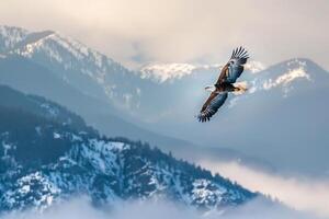 Bald Eagle Soaring High Above a Mountain Range Nature Background photo