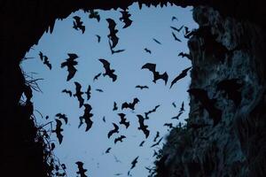 Group of Bats Flying Out of a Cave at Dusk Silhouetted Against the Sky Nature Background photo