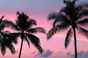 Palm Trees Silhouetted Against Pink Sunset Sky Dramatic Tropical  Nature Background photo