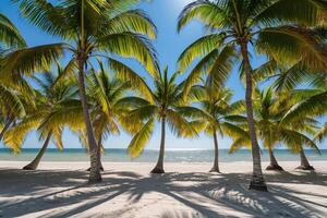Sunlit Palm Trees Casting Shadows on Sandy Beach Tropical Island  Nature Background photo