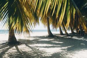 Sunlit Palm Trees Casting Shadows on Sandy Beach Tropical Island  Nature Background photo