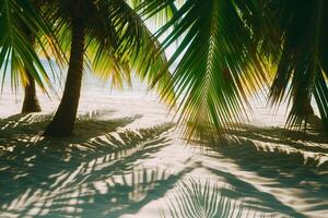 Sunlit Palms Casting Shadows on Sandy Beach Tropical Island  Nature Background photo
