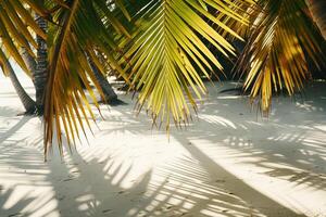 Sunlit Palms Casting Shadows on Sandy Beach Tropical Island  Nature Background photo
