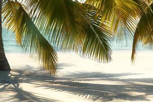 Sunlit Palms Casting Shadows on Sandy Beach Tropical Island  Nature Background photo