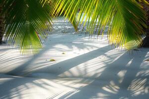 Sunlit Palms Casting Shadows on Sandy Beach Tropical Island  Nature Background photo