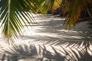 Sunlit Palms Casting Shadows on Sandy Beach Tropical Island  Nature Background photo